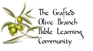GRAFTED OLIVE BRANCH
